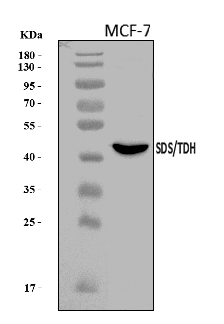  Western blot analysis of SDS using anti-SDS antibody (A02273-1)