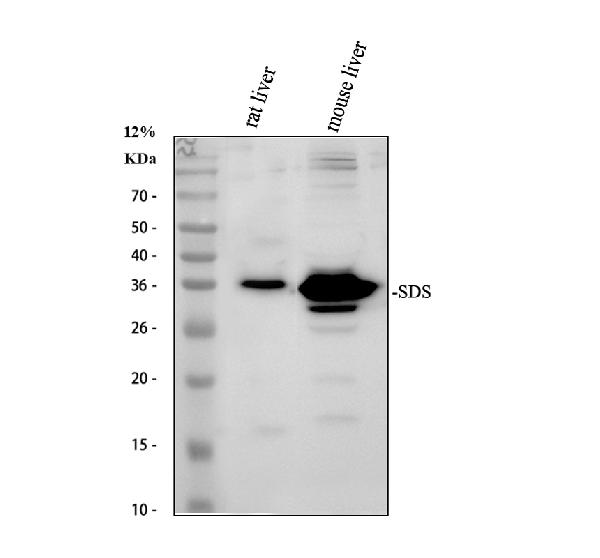 Western blot analysis of SDS using anti-SDS antibody (A02273-1)