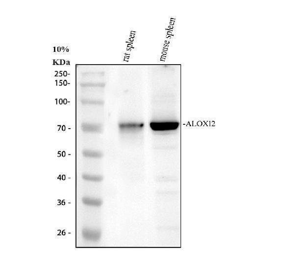 a02275 1 alox12 primary antibodies wb testing 1