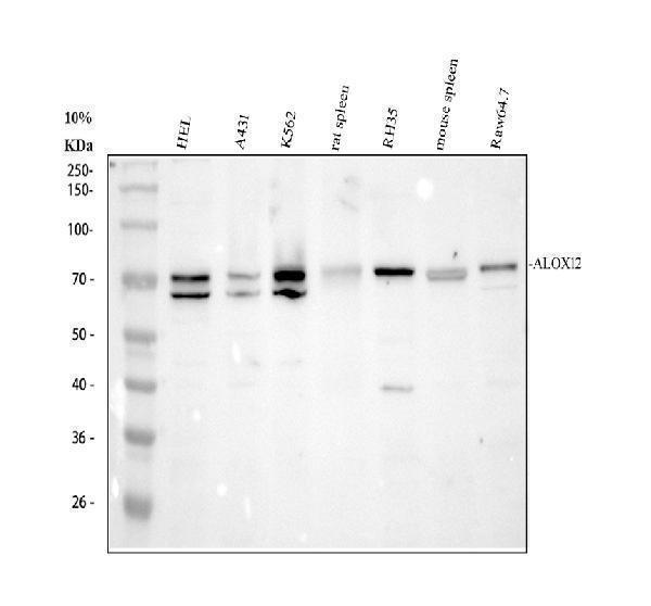 a02275 2 alox12 primary antibodies wb testing 1_1
