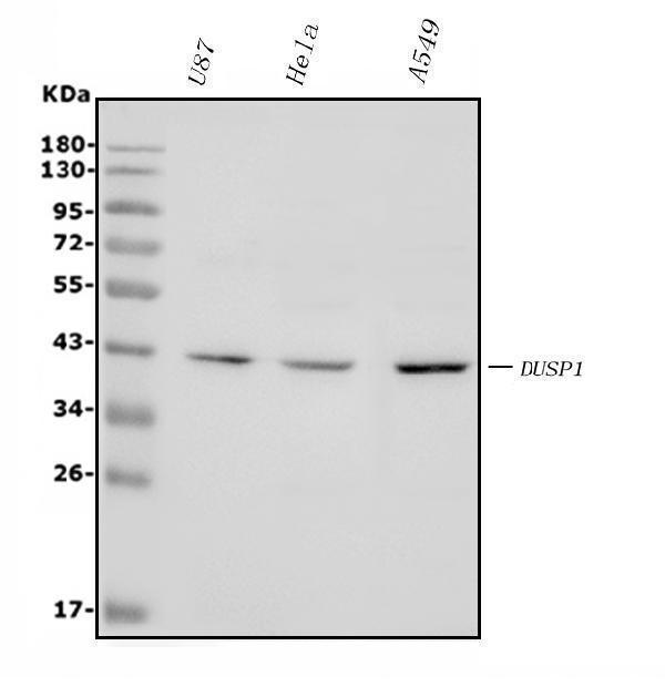  Western blot analysis of MKP-1/DUSP1 using anti-MKP-1/DUSP1 antibody (A02276-1)