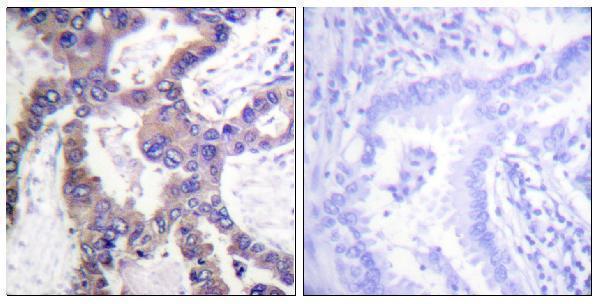 a02276s359 dusp1 primary antibodies ihc testing 2