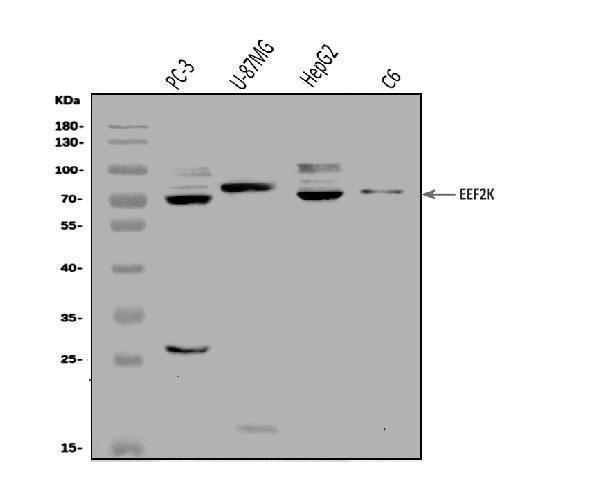 a02277 3 eef2k primary antibodies wb testing 1
