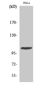 a02277 eef2k primary antibodies wb testing 2