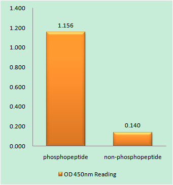 a02277s366 2 eef2k primary antibodies elisa testing 1