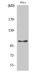 a02277s366 2 eef2k primary antibodies wb testing 2