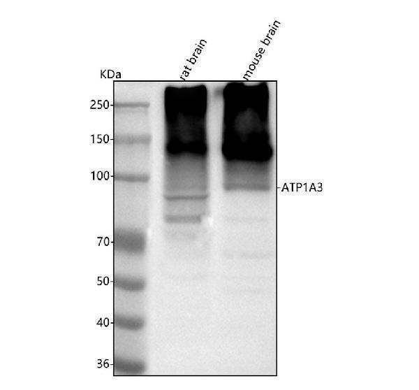 a02278 1 atp1a3 primary antibodies wb testing 1