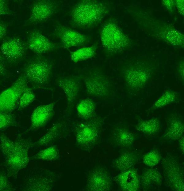 a02279 1 sufu primary antibodies icc testing 2