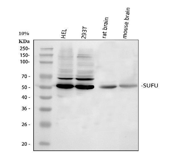 a02279 1 sufu primary antibodies wb testing 1_1