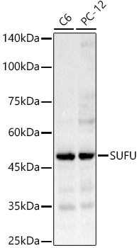 Western blot analysis of various lysates, using SUFU pAb at 1:1000 dilution