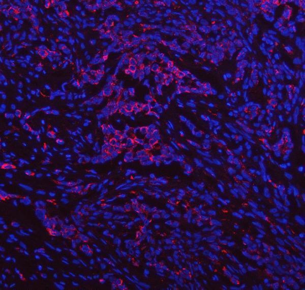 a02281 2 idua primary antibodies if testing 7