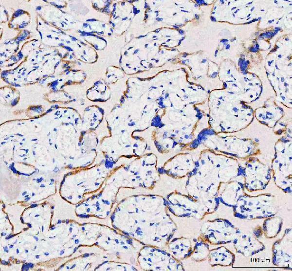  IHC analysis of IDUA using anti-IDUA antibody (A02281-2)