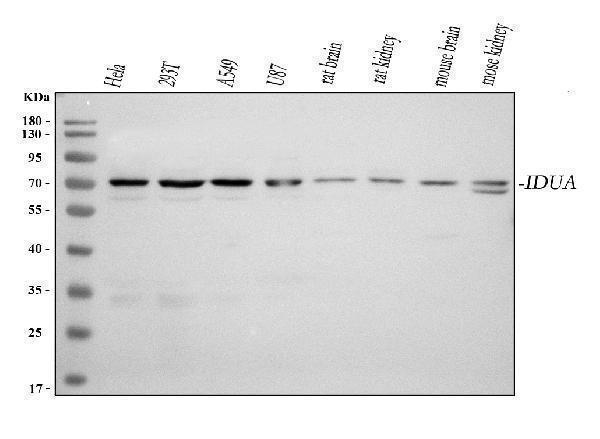  Western blot analysis of IDUA using anti-IDUA antibody (A02281-2)