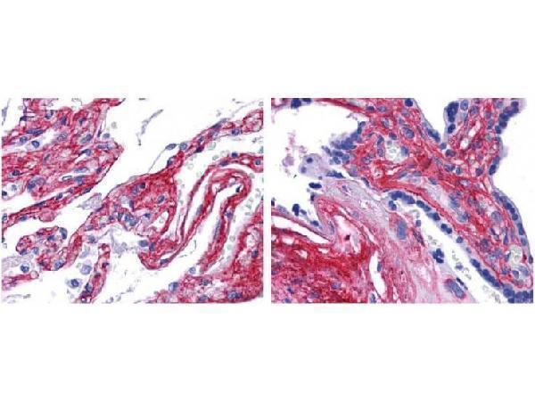 a02283 collagen iv primary antibodies ihc testing 1_1