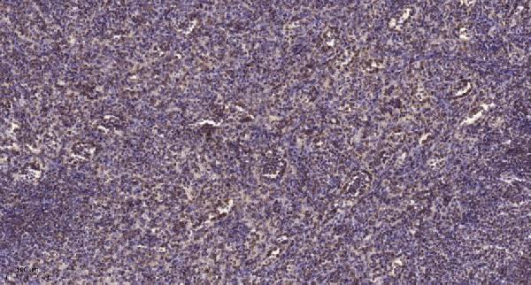 Immunohistochemical analysis of paraffin-embedded human spleen