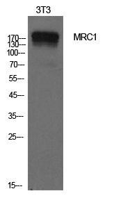 Western Blot (WB) analysis of NIH-3T3 cells using CD206 Polyclonal antibody