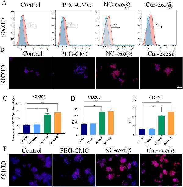 a02285 2 fbioe 13 1688905 g005