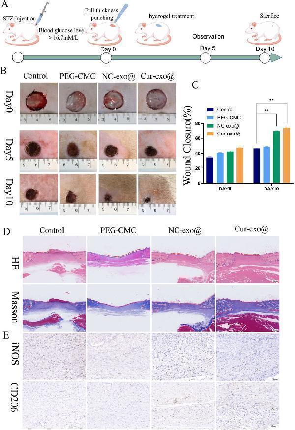 a02285 2 fbioe 13 1688905 g007