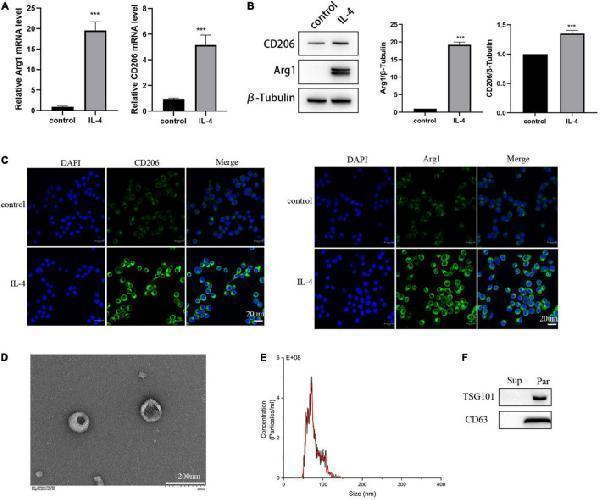 a02285 2 fncel 16 874102 g003