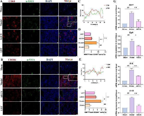 a02285 2 fphar 16 1649902 g009