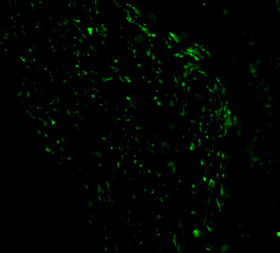 a02287 pmaip1 primary antibodies if testing 3