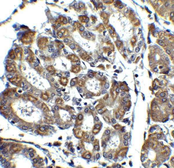 a02287 pmaip1 primary antibodies ihc testing 2