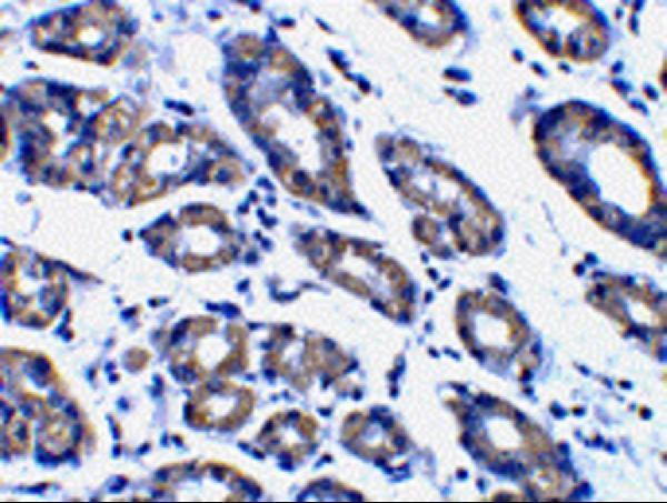 a02287 pmaip1 primary antibodies ihc testing 4