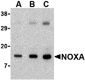 a02287 pmaip1 primary antibodies wb testing 1