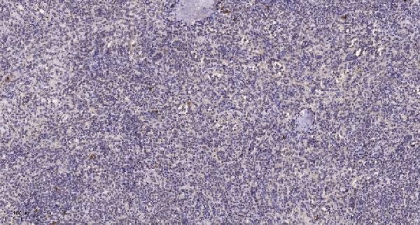 Immunohistochemical analysis of paraffin-embedded human spleen