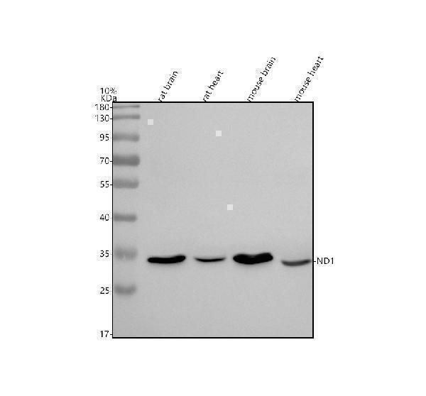 a02292 1 nd1 mt nd1 primary antibodies wb testing 1