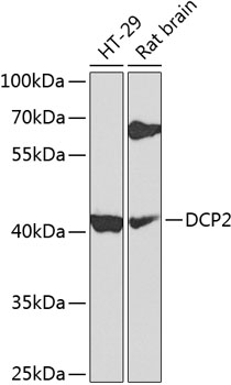 Western blot analysis of extracts of various cell lines, using DCP2 antibody  at 1:1000 dilution