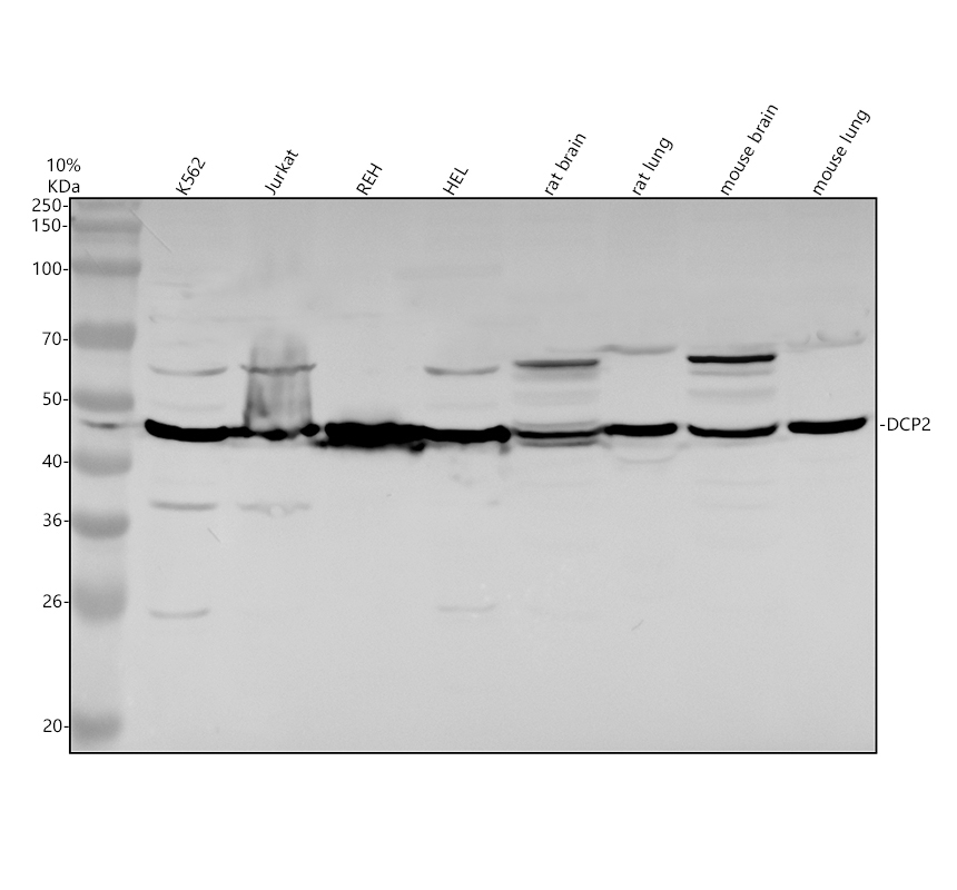 a02293 2 dcp2 primary antibodies wb testing 1