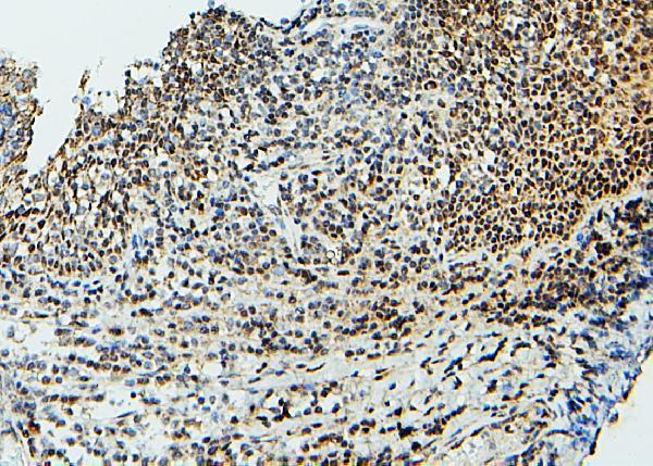 a02295 1 ube2i primary antibodies ihc testing 5