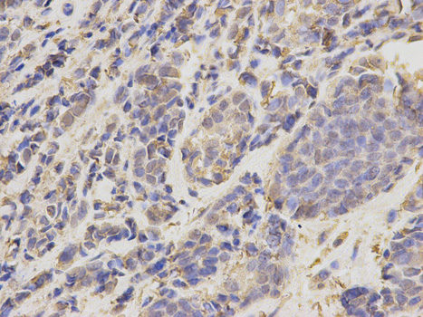 a02295 2 ube2i primary antiboties ihc testing 2