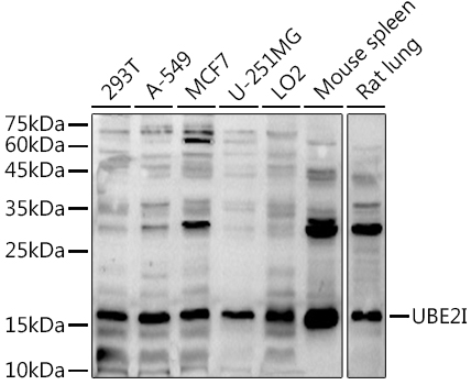 a02295 2 ube2i primary antiboties wb testing 1