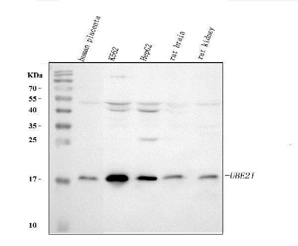 a02295 ube2i primary antibodies wb testing 1
