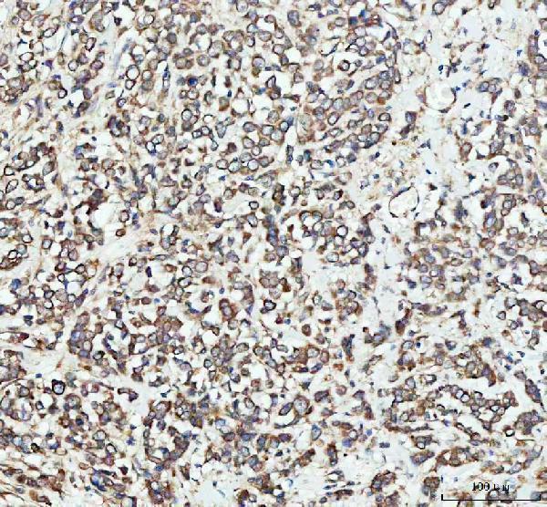  IHC analysis of EEA1 using anti-EEA1 antibody (A02296-3)