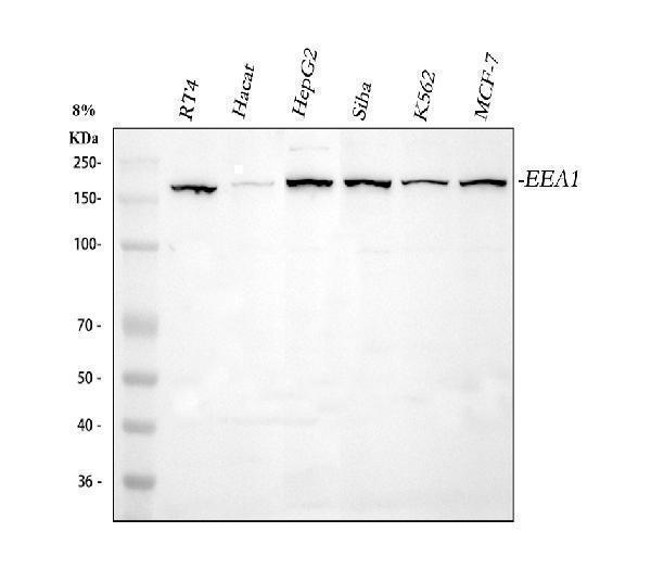  Western blot analysis of EEA1 using anti-EEA1 antibody (A02296-3)