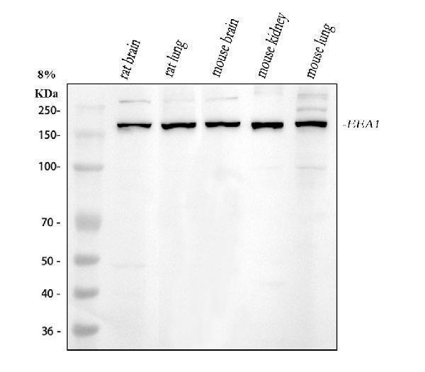  Western blot analysis of EEA1 using anti-EEA1 antibody (A02296-3)