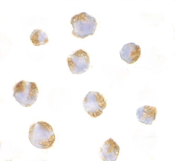 Immunocytochemistry of TNFRSF14 in Raji with TNFRSF14 antibody at 10 μg/mL