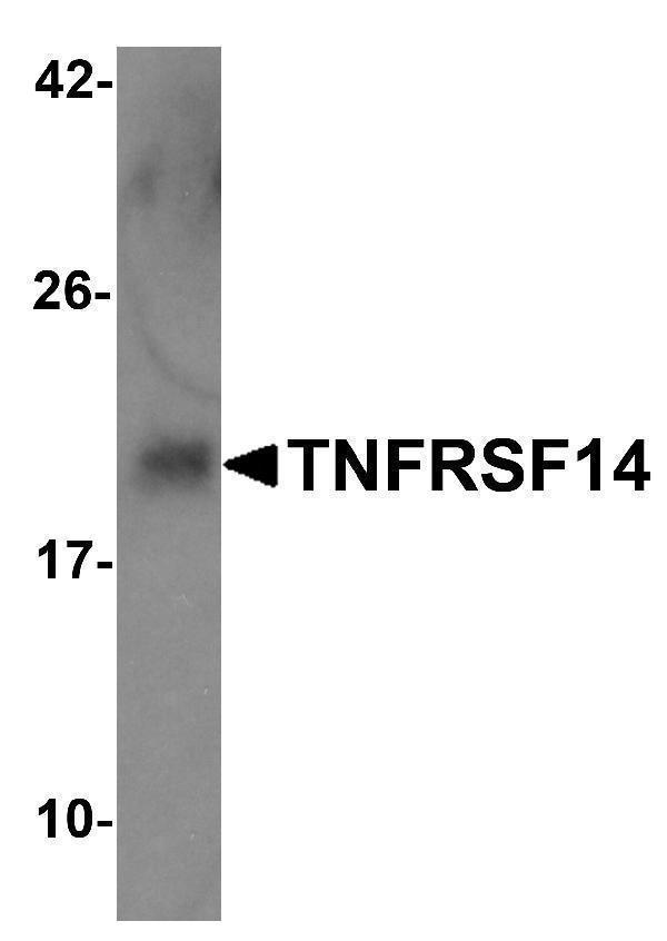 a02298 1 tnfrsf14 primary antibodies wb testing 4