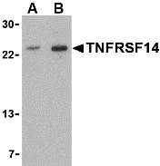 Western blot analysis of TNFRSF14 in mouse thymus tissue lysate with TNFRSF14 antibody at (A) 1 and (B) 2 μg/mL