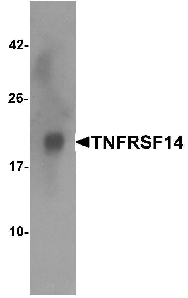 a02298 2 tnfrsf14 primary antibodies wb testing 4