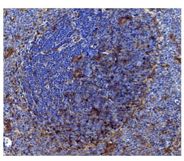  IHC analysis of CD82 using anti-CD82 antibody (A02300-1)