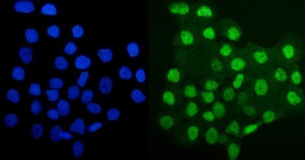 a02301 1 mcm4 primary antibodies if testing 7