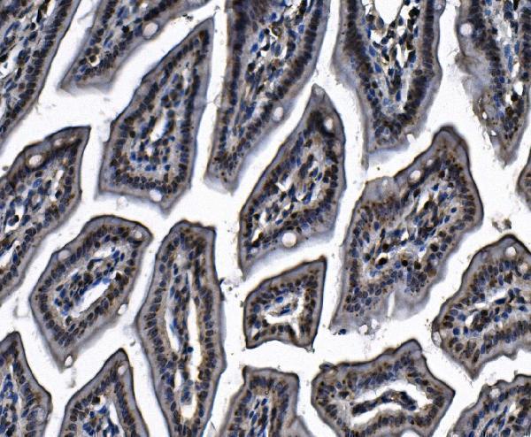 a02301 1 mcm4 primary antibodies ihc testing 2
