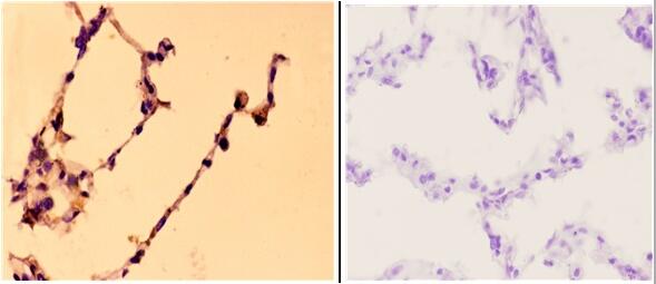 a02301 mcm4 primary antiboties ihc testing 4