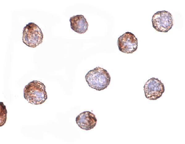 a02302 1 efemp1 primary antibodies icc testing 2