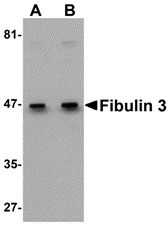 a02302 1 efemp1 primary antibodies wb testing 1