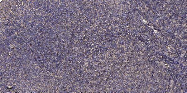 Immunohistochemical analysis of paraffin-embedded human tonsil